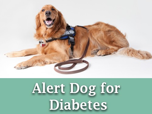 golden retriever diabetic alert dogs