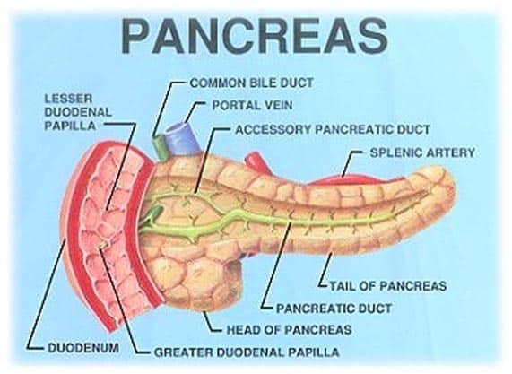 pancreas