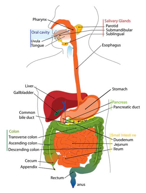 diabetes and digestion)