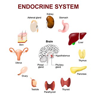 endocrine and diabetes)