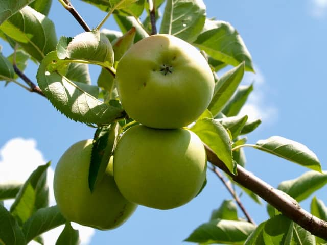 Green Apple