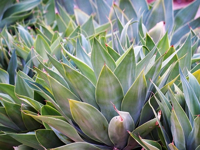 Agave Syrup for Diabetics