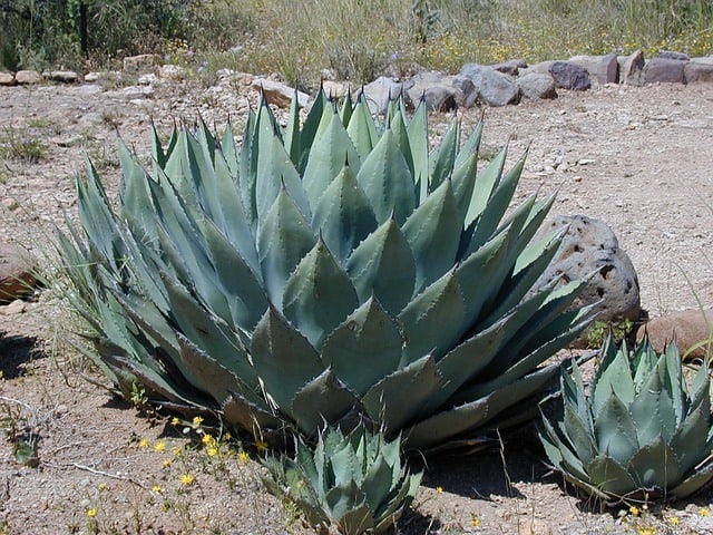 Agave Syrup for Diabetics