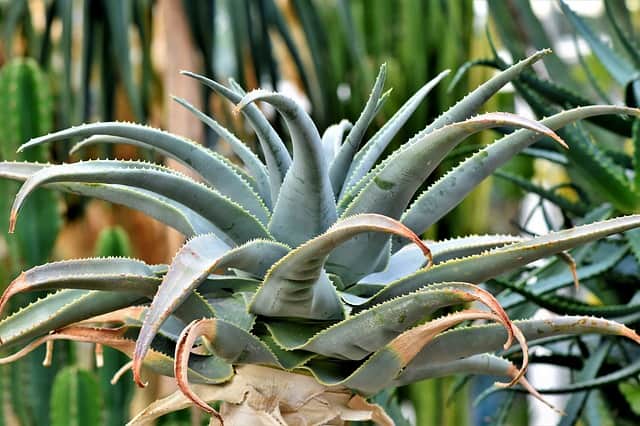 Is agave good for diabetics