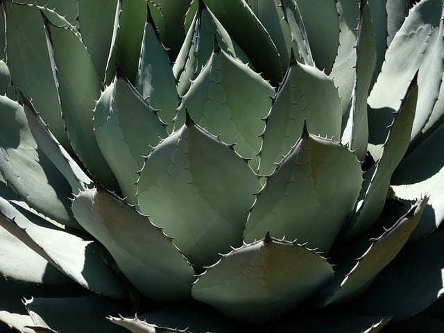 Agave Syrup for Diabetics