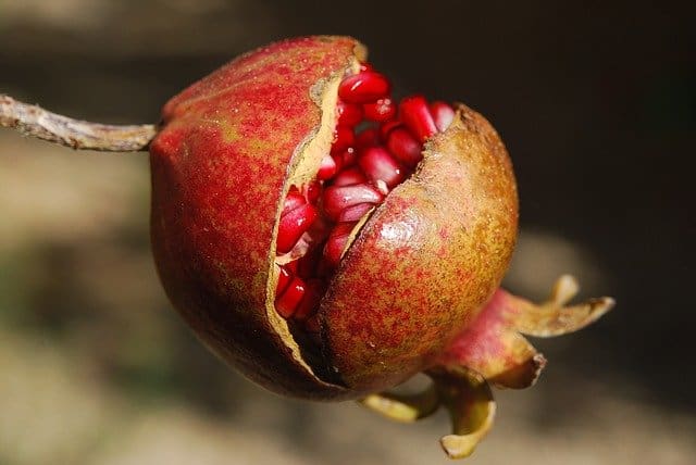 Pomegranate Glycemic Index