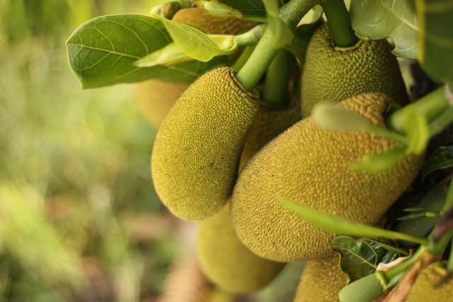 jackfruit