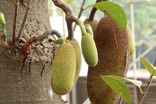 jackfruit