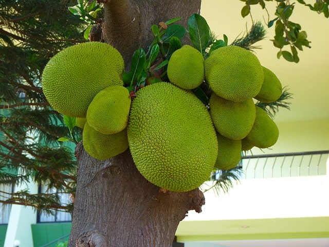 jackfruit