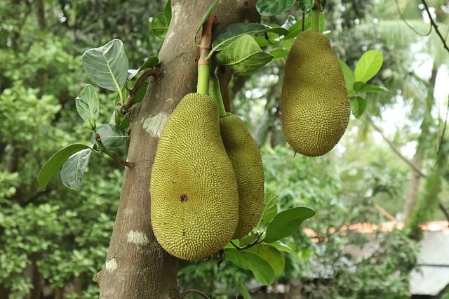 jackfruit