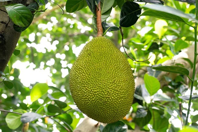 jackfruit