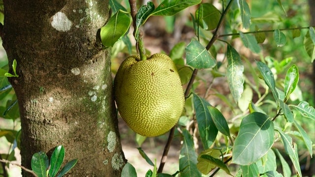 jackfruit