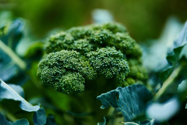 Broccoli 