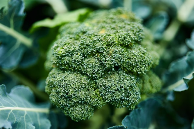 Broccoli 