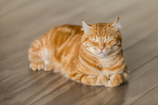 Diabetes Mellitus In Cats