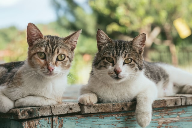 Diabetes Mellitus In Cats