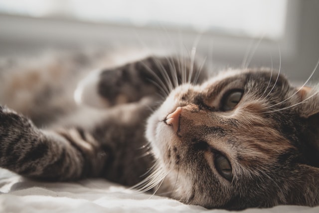 Diabetes Mellitus In Cats