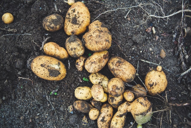 Sweet Potatoes