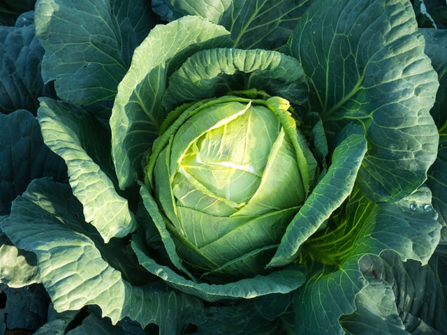 Cook Cabbage 