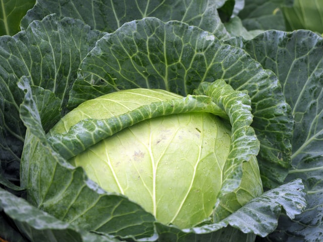 Cook Cabbage 