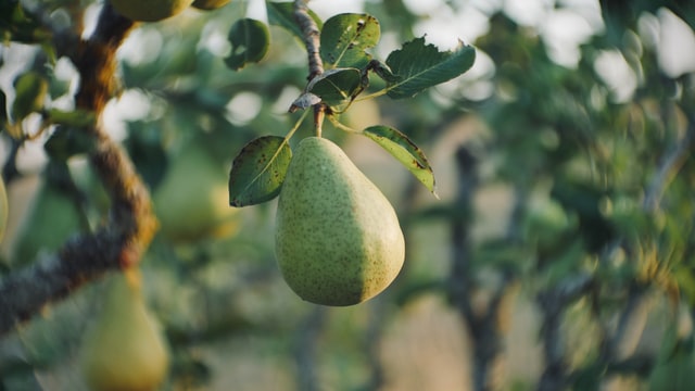 Pears