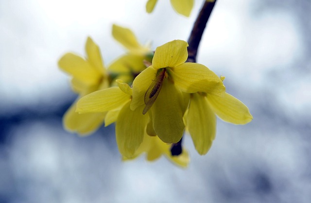 Berberine