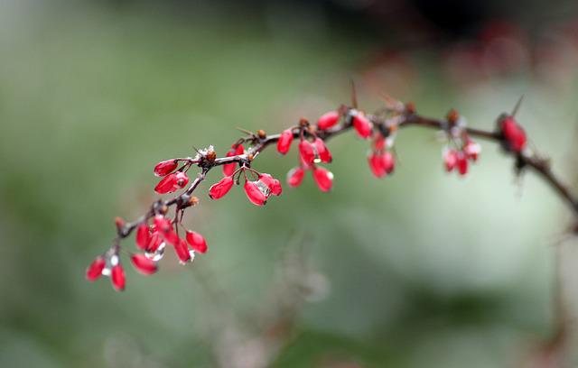  Berberine for Diabetes