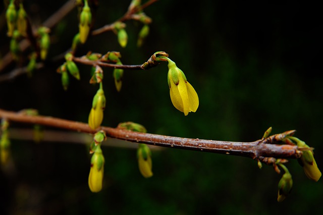  Berberine for Diabetes