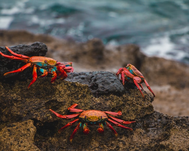 Crabs