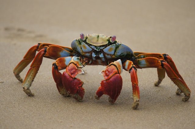 Crabs