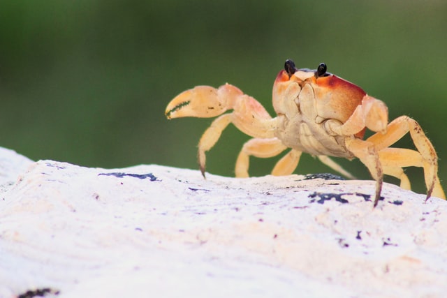 Crabs